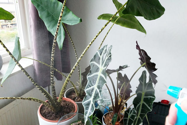 10 ways to raise the humidity in your house