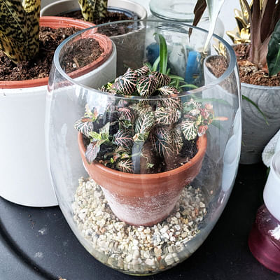 10cm Fittonia | Nerve Plant | 9cm Pot Indoor House Plant | Plant Theory