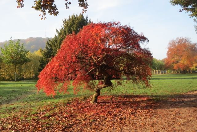 20161101Acer_palmatum3.jpeg