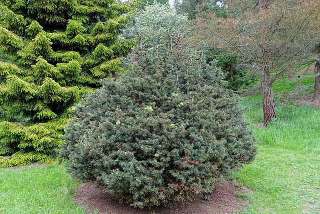Abies balsamea in garden