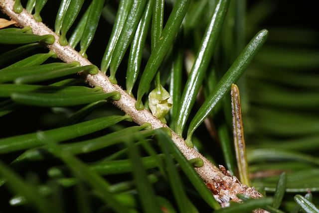 Healthy tree needles