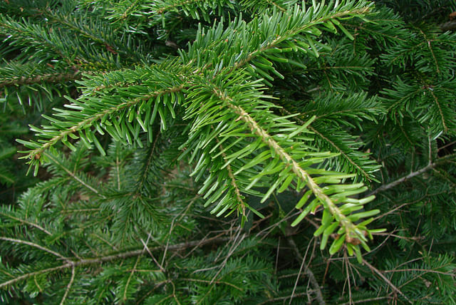 Abies alba