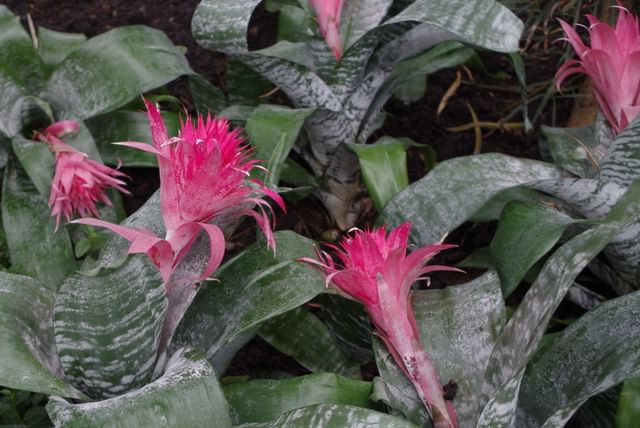 Healthy Aechmea Fasciata