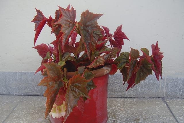 Angel_Wing_Begonia.jpeg