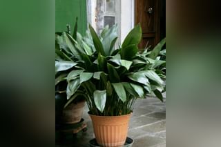 Cast iron plant in a pot Cast iron plant in a pot