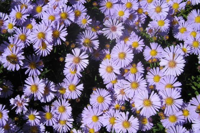 Aster_Gawedka.jpeg