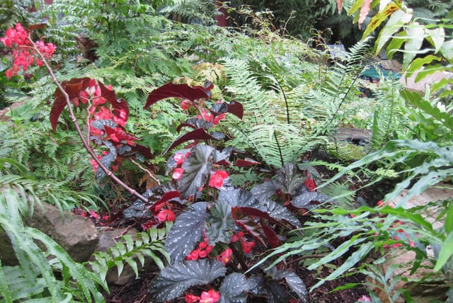 Begonia_IMG_2409_rbgs11jan.jpg