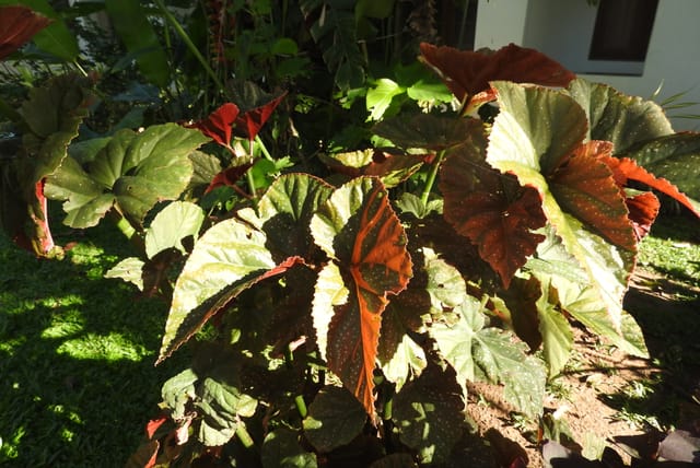 Begonia_angel_wing-2-polonnaruwa-Sri_Lanka.jpg