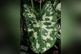 Caladium Hilo Beauty in plant shop Caladium Hilo Beauty in plant shop