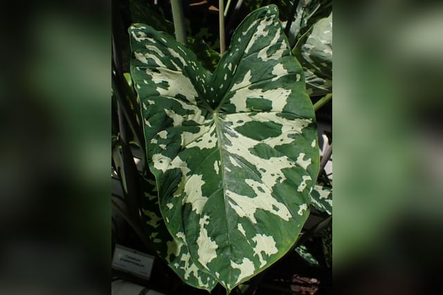 Caladium Hilo Beauty in plantenwinkel Caladium Hilo Beauty in plantenwinkel