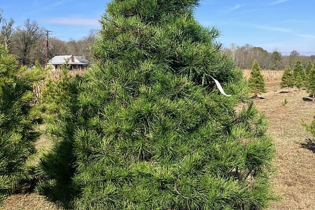 Christmas tree at a farm