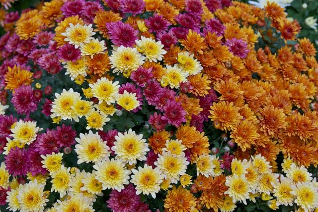 Chrysanthemum_x_morifolium_Dompierre_3.jpeg