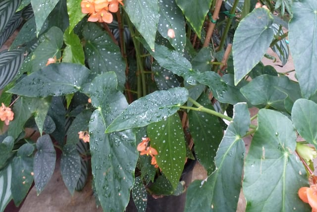Conservatoire_du_begonia_2015_Begonia.jpeg