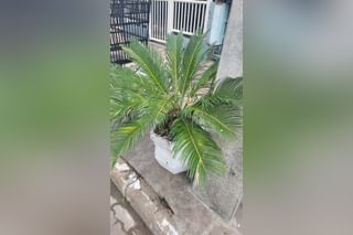 Sago palm in a small pot Sago palm in a small pot