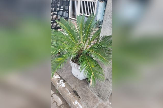 Sago palm in een kleine pot Sago palm in een kleine pot