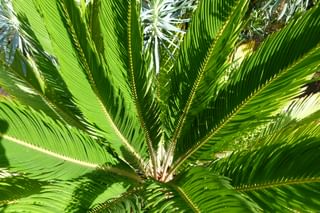 Healthy green sago palm Healthy green sago palm