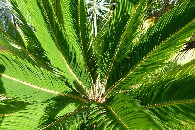 Gezonde groene sagopalm Gezonde groene sagopalm