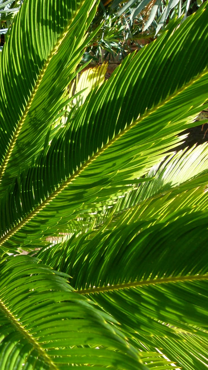 サイカス・レボルタ / ソテツ 多頭 大株 個性的な株 レア ガーデニング サイカス・レボルタ / ソテツ 多頭 大株 個性的な株 レア ガーデニング