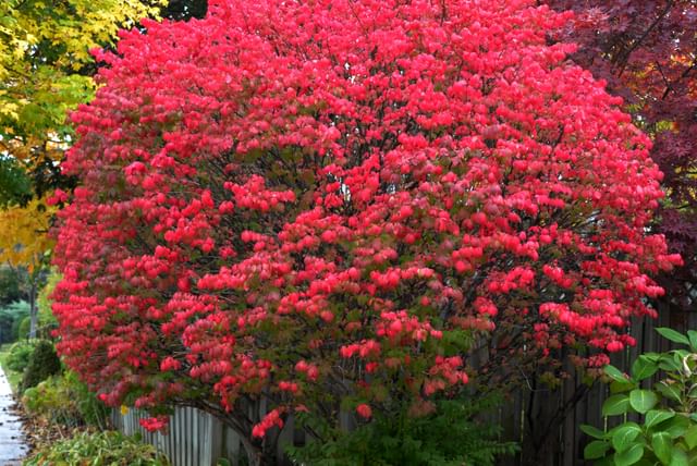 Euonymus_alatus_Toronto.jpeg