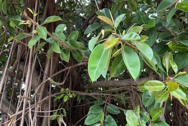 Ficus elastica dans son environnement de croissance naturel
