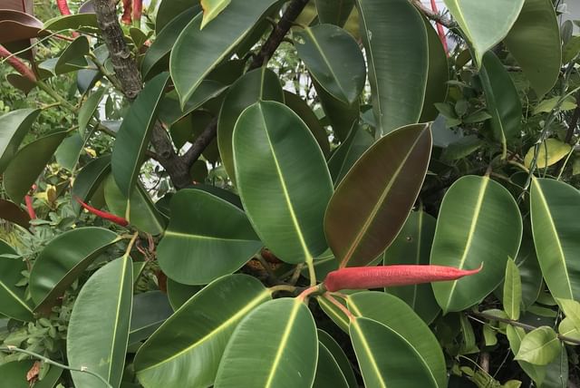Un grand ficus elastica