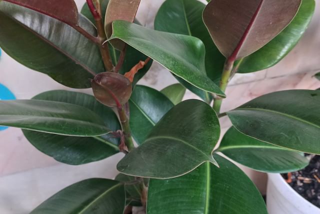Ficus elastica dans un petit pot