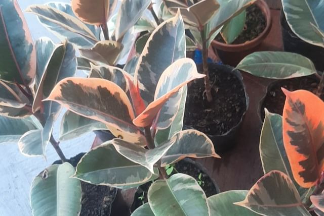 Plantes de Ficus elastica regroupées