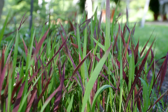 Imperata_cylindrica.jpg