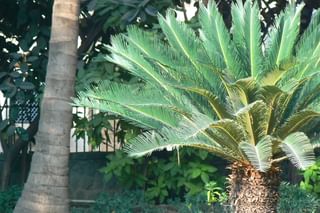 Sago palm Sago palm