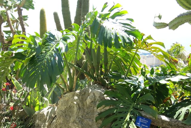 Monstera_deliciosa_(Monaco).jpeg
