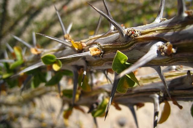 Fouquieria splendens