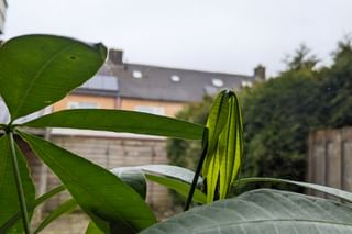 Drooping leaves on a Pachira Aquatica Drooping leaves on a Pachira Aquatica