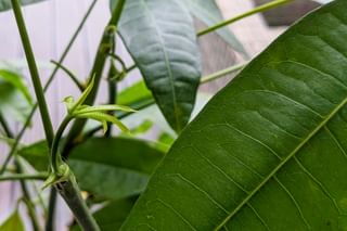 Taking care of a Pachira Aquatica during the winter Taking care of a Pachira Aquatica during the winter