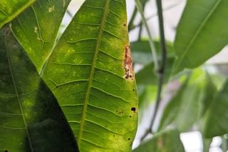 Leaf with sunburns Leaf with sunburns