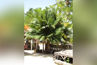 Sago palm growing in sandy soil Sago palm growing in sandy soil