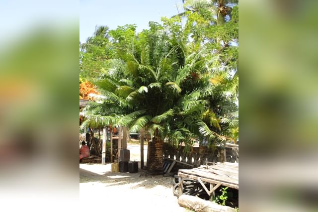 Sago palm groeit in zandgrond Sago palm groeit in zandgrond