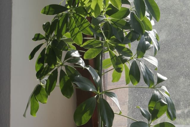 Schefflera next to a window