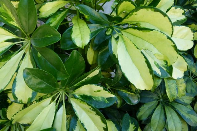 Schefflera leaves