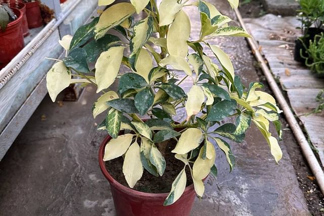 Schefflera in large pot
