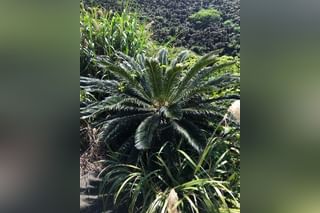 Sago palm in its natural environment Sago palm in its natural environment