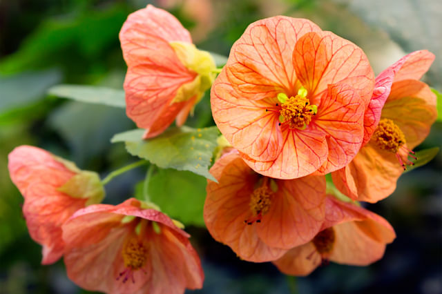 De ultieme plantenverzorgingsgids voor de Abutilon (Chinese Lantaarn) De ultieme plantenverzorgingsgids voor de Abutilon (Chinese Lantaarn)