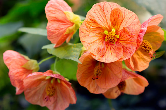 Abutilon (Indian mallow)