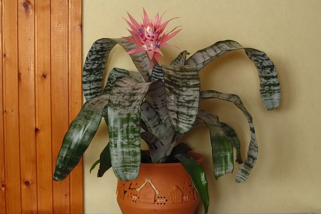 Aechmea fasciata in a pot