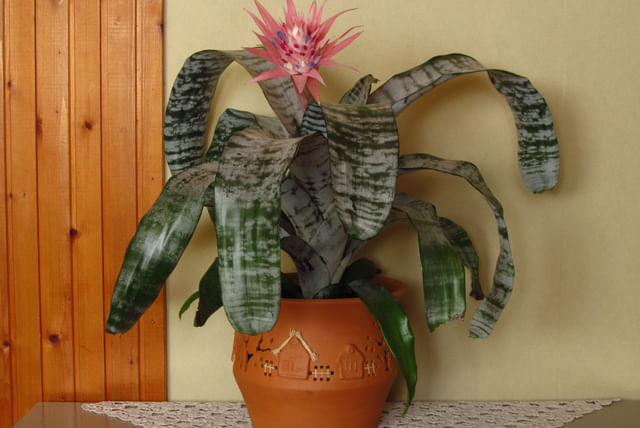 Aechmea fasciata in a pot