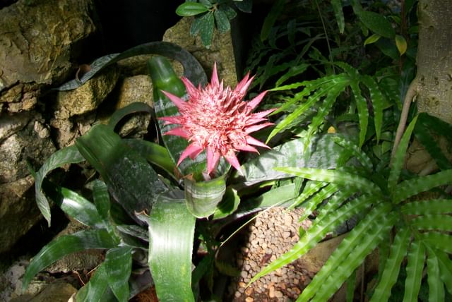 Aechmea fasciata in the shade