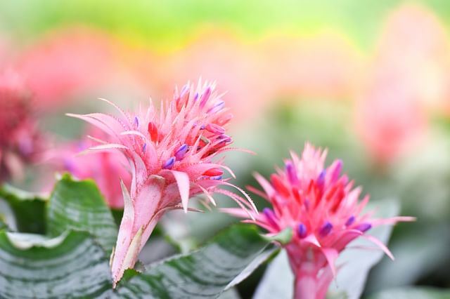 Aechmea Fasciata