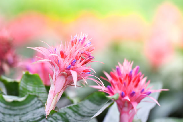 Aechmea Fasciata