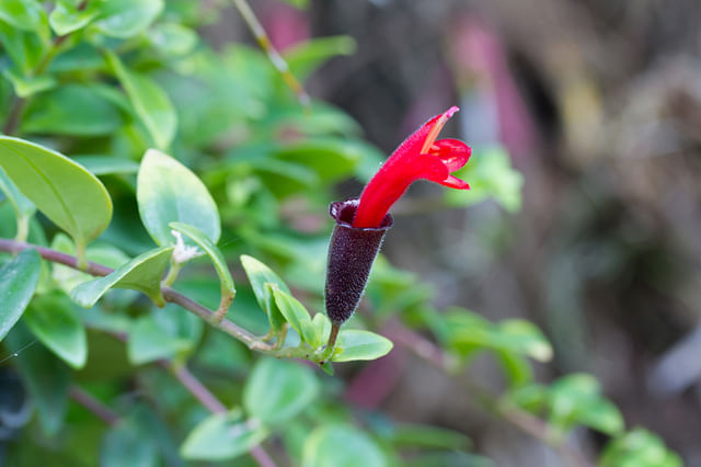 Lipstick plant flower