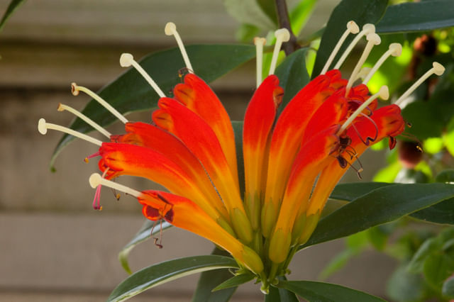 Aeschynanthus buiten Aeschynanthus buiten