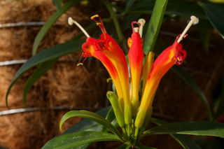 Hanging lipstick plant Hanging lipstick plant